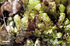 Distichophyllum rotundifolium image