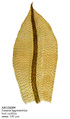 Entosthodon apophysatus image