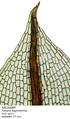 Entosthodon apophysatus image