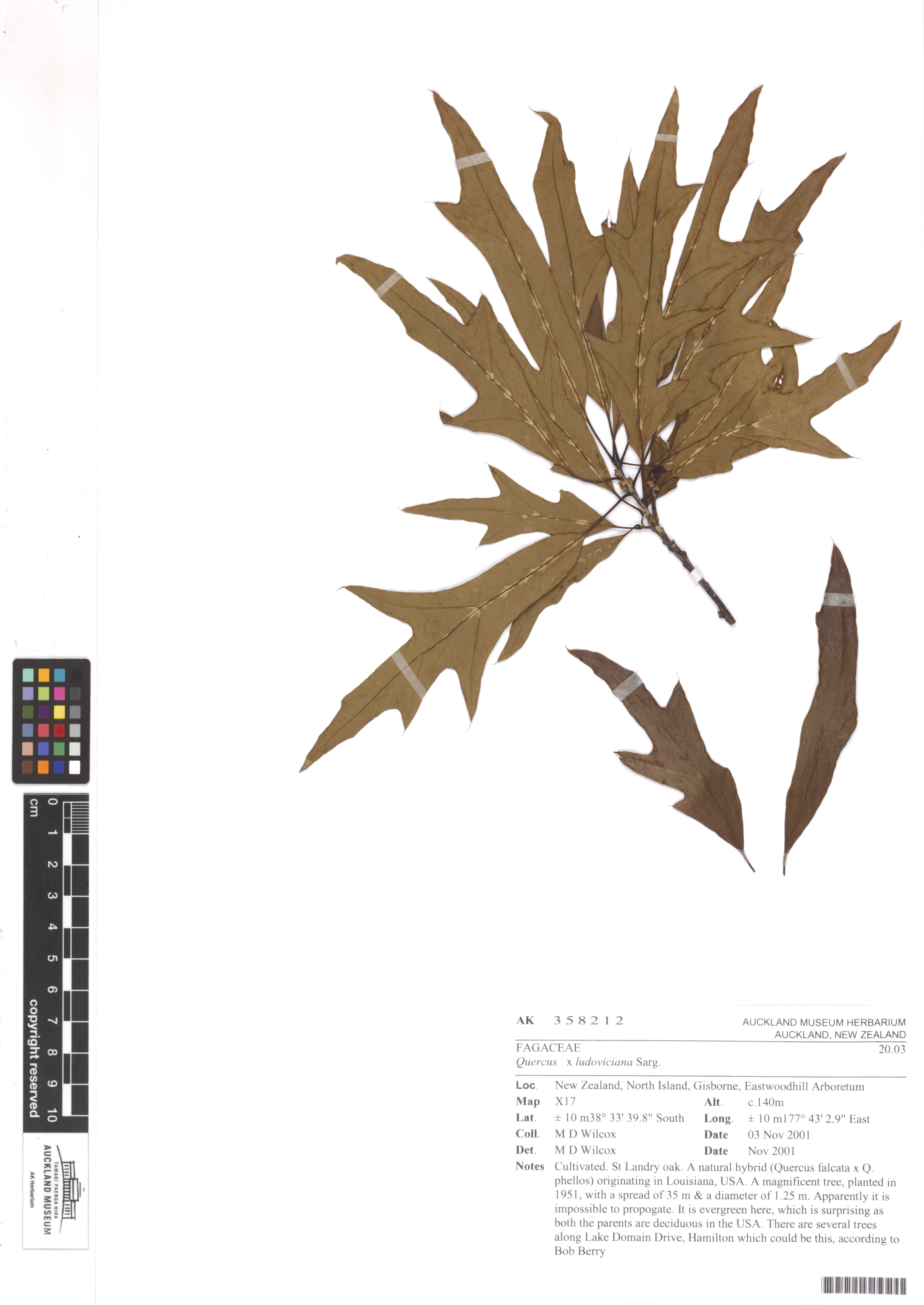 Spanish oak
