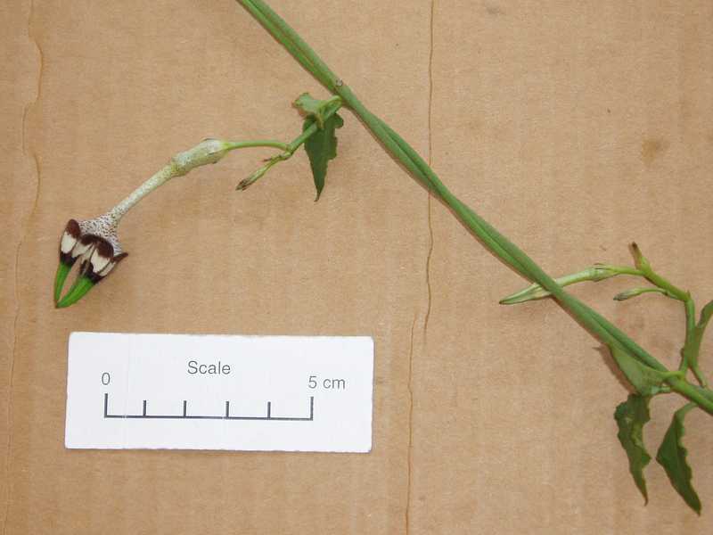 Ceropegia radicans