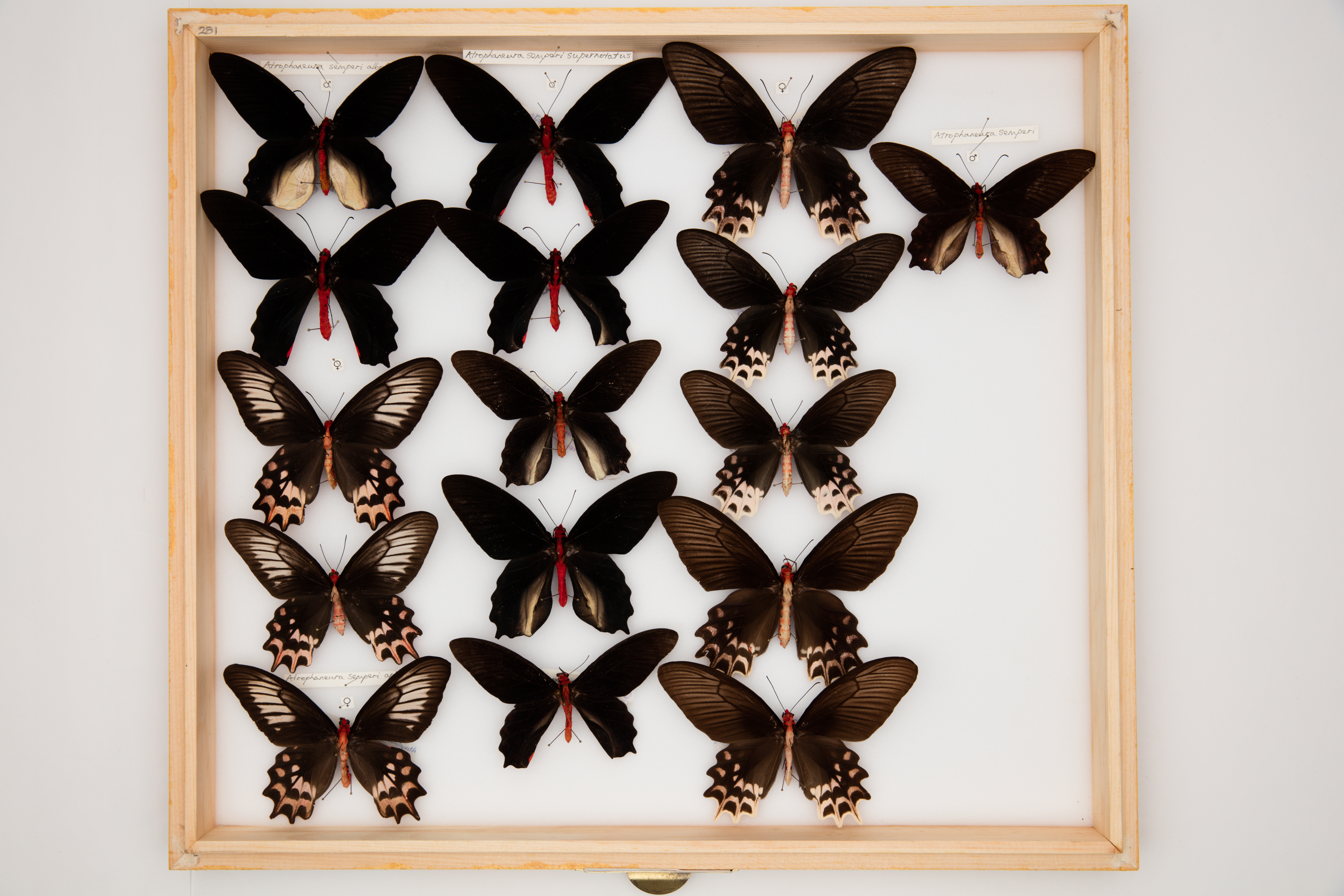 Atrophaneura semperi (Felder & Felder, 1861)