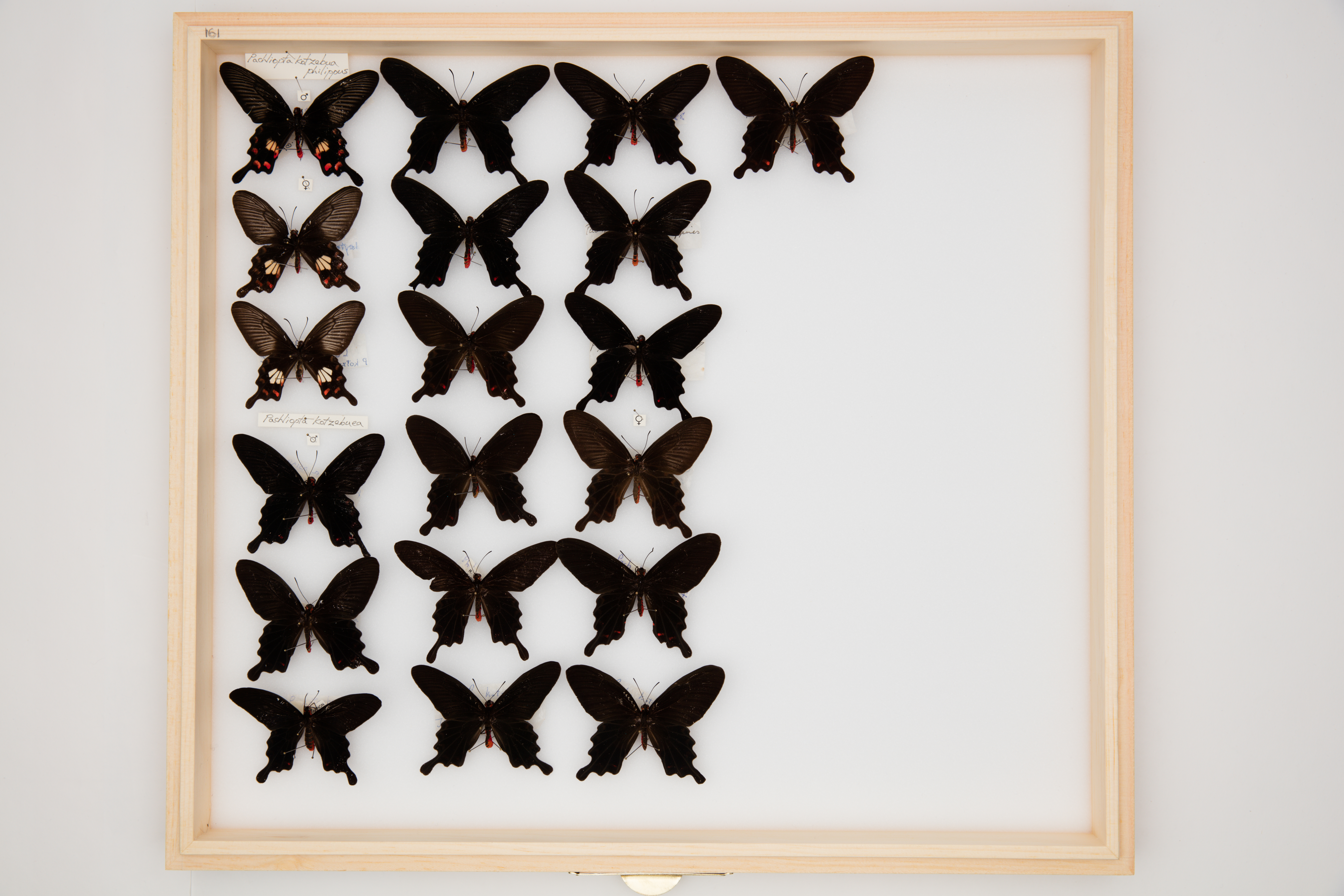 Pachliopta kotzebuea (Eschscholtz, 1821)
