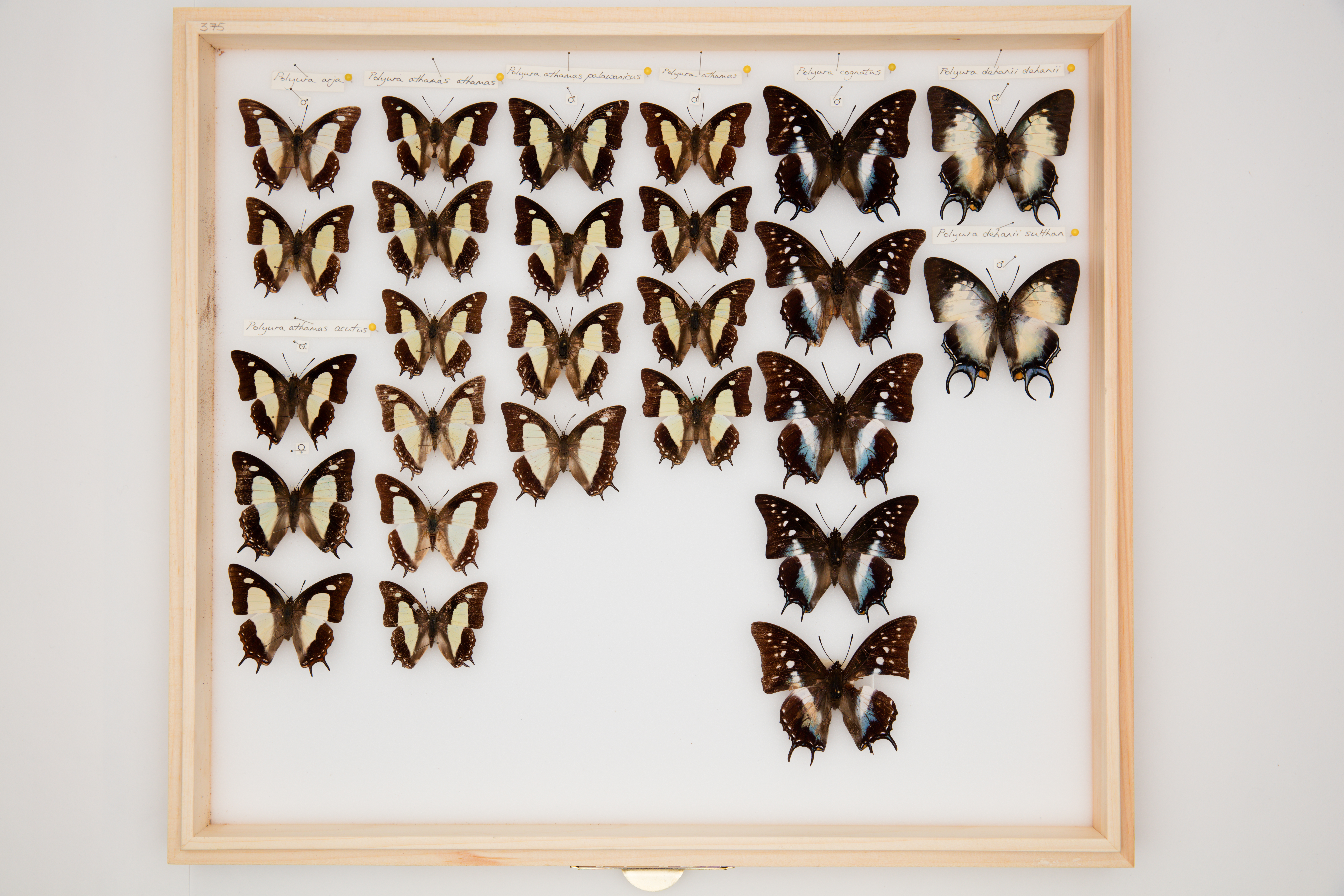 Polyura athamas acutus (Rothschild, 1899)