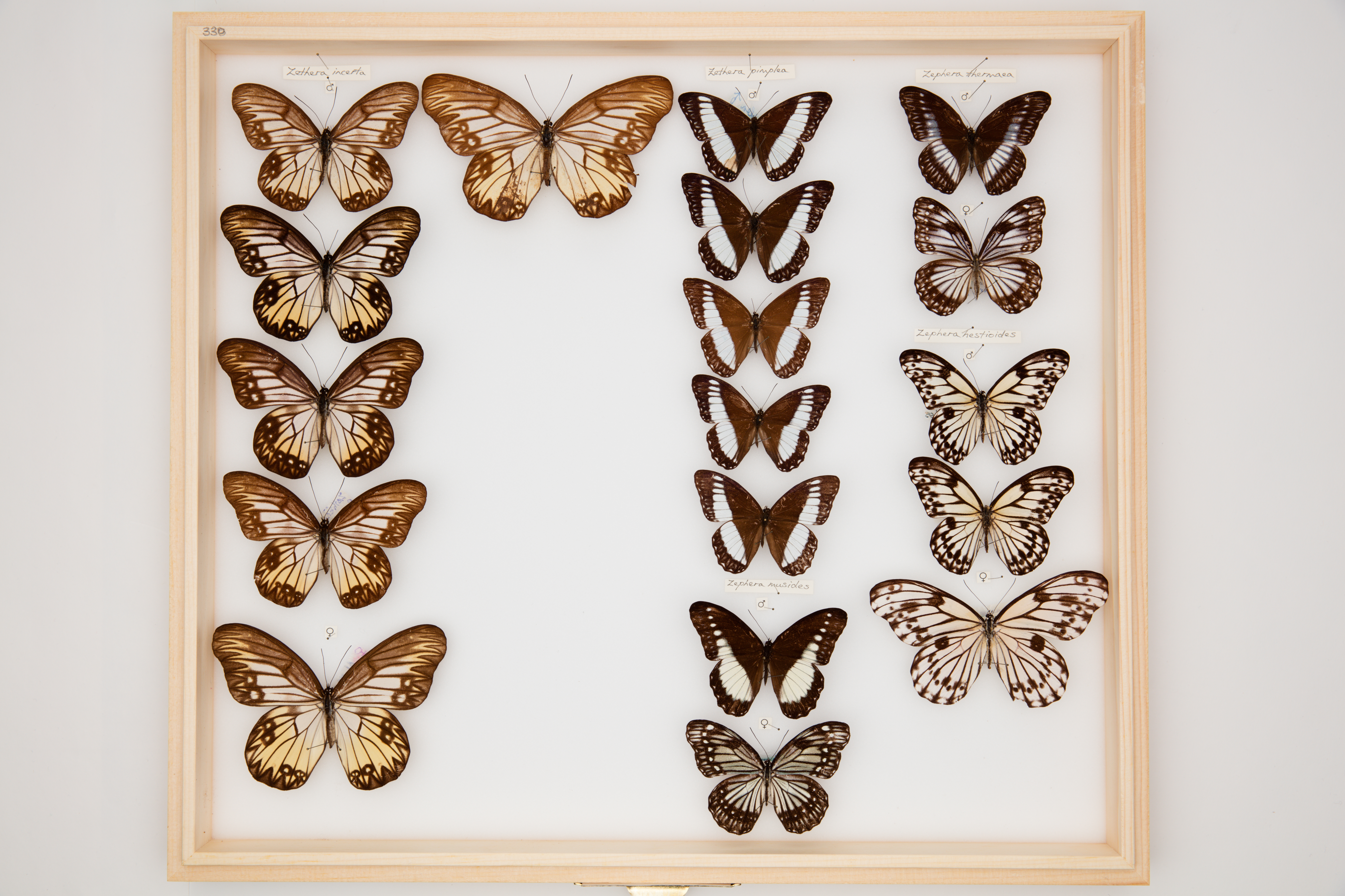 Zethera thermaea Hewitson, 1877