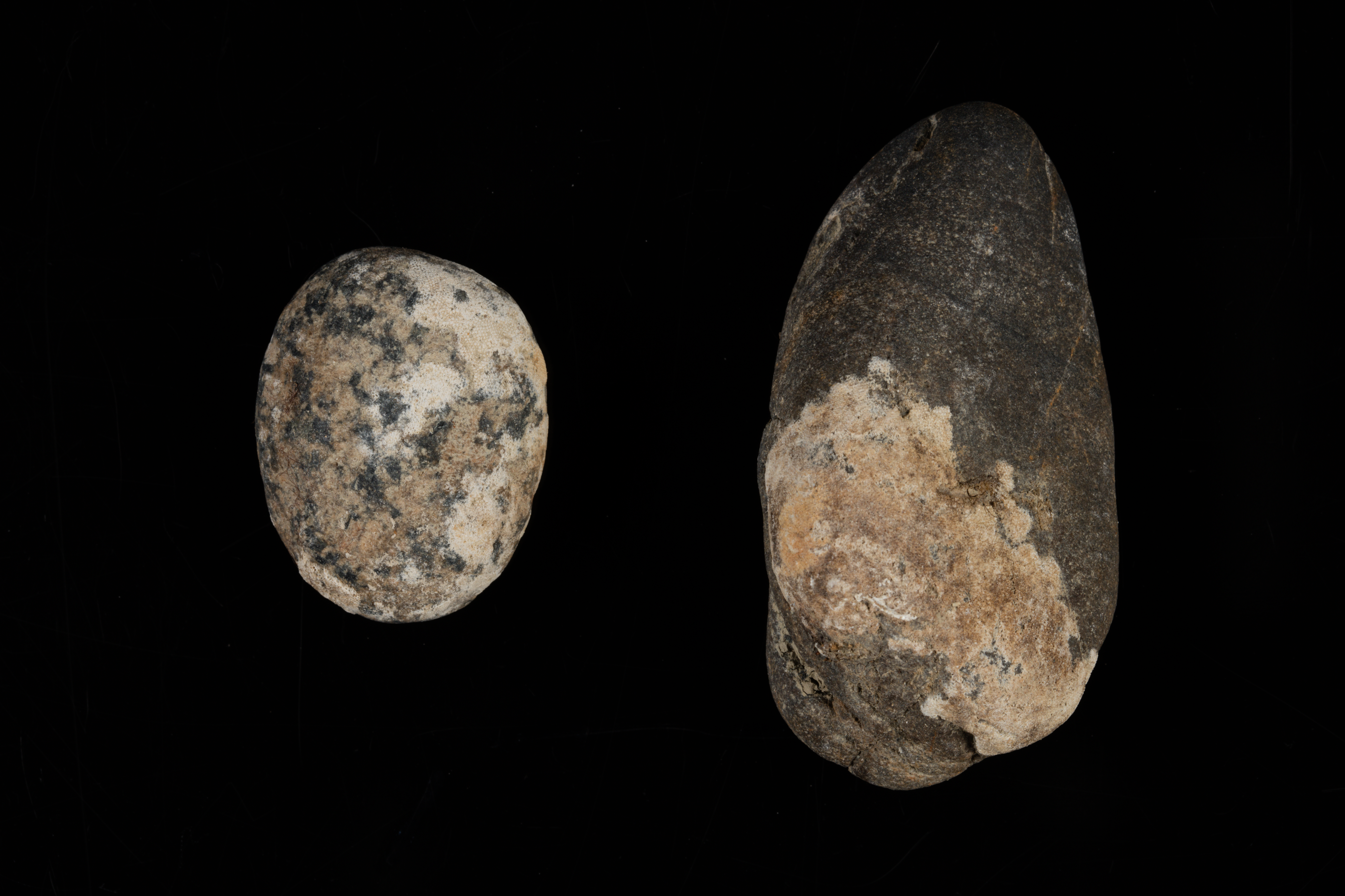 Exochella levinseni