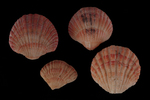Coptothyris grayi Davidson, 1852