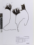 Dendroligotrichum dendroides image