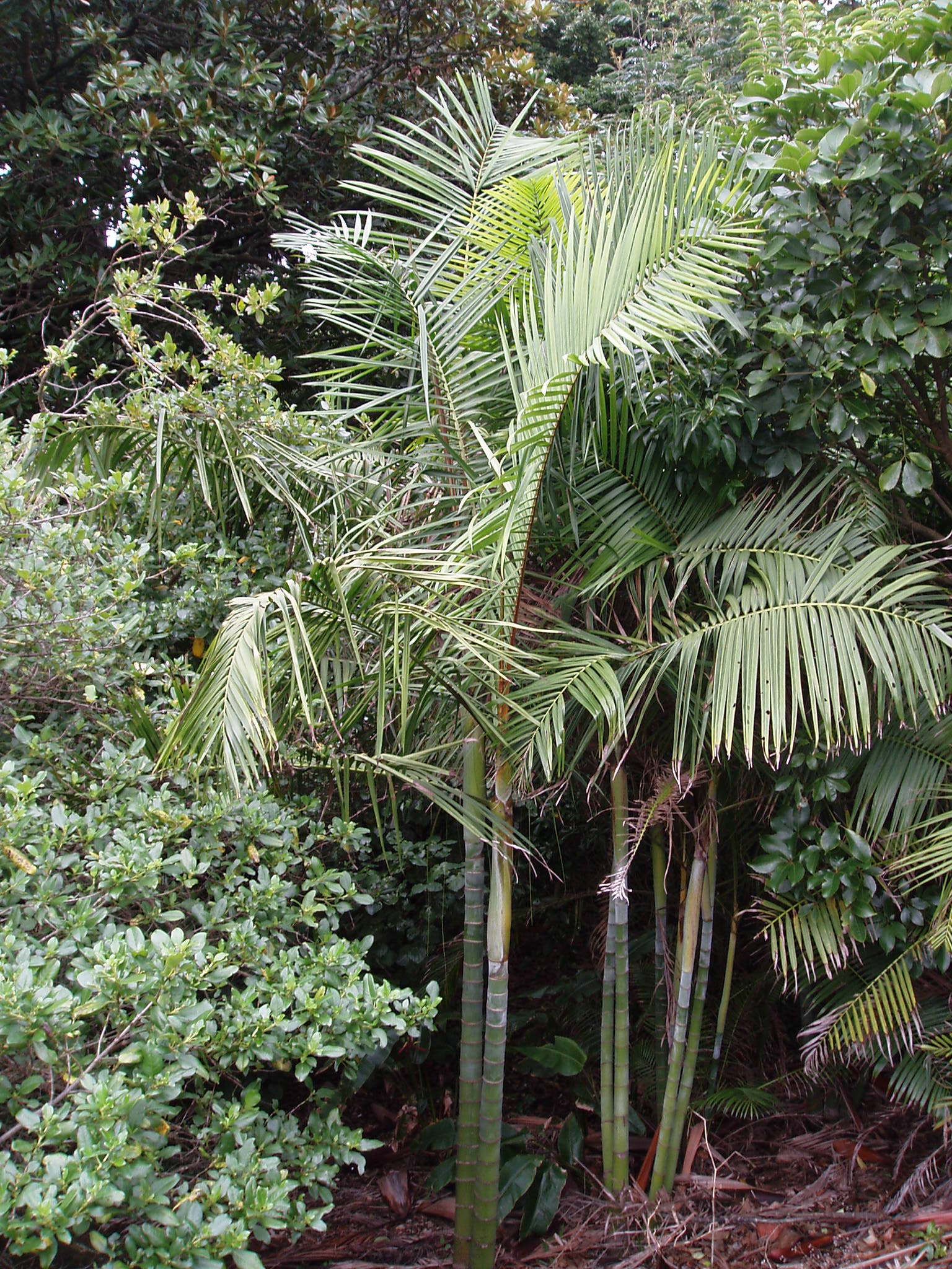 Cryphaea ovalifolia image