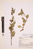 Scrophularia grandiflora DC. image item