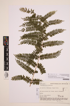 Teratophyllum wilkesianum (Brack.) Holttum