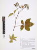Parthenocissus quinquefolia (L.) Planch. image item