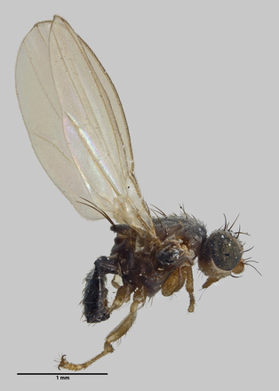 Australimyza anisotomae