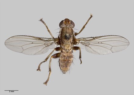 Napaeosciomyza rara