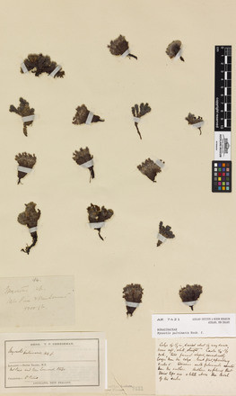 Myosotis pulvinaris, AK7421, © Auckland Museum CC BY