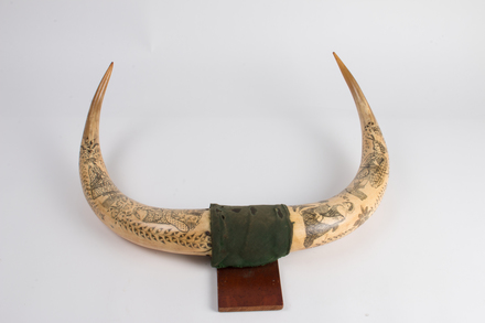 bullock horns col.0361