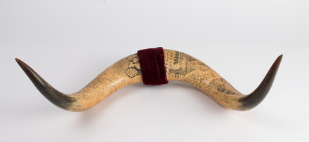 horns, scrimshaw col.1393