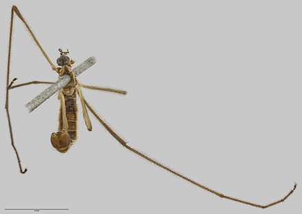 Erioptera (Trimicra) antipodarum