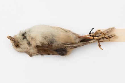 Mohoua albicilla; LB4836; © Auckland Museum CC BY
