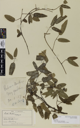 Rubus parvus R. schmidelioides, AK4742, N/A