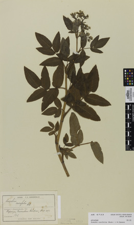 Scandia rosifolia, AK6723, © Auckland Museum CC BY