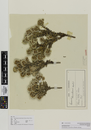 Ozothamnus vauvilliersii; AK10290; © Auckland Museum CC BY