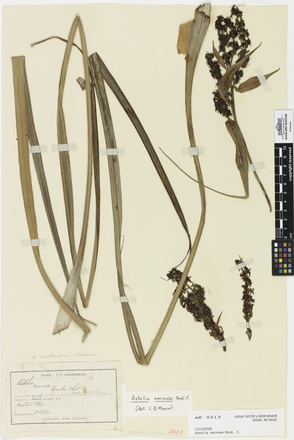 Astelia nervosa, AK3213, © Auckland Museum CC BY