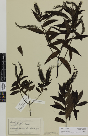 Hebe stricta stricta, AK7763, © Auckland Museum CC BY