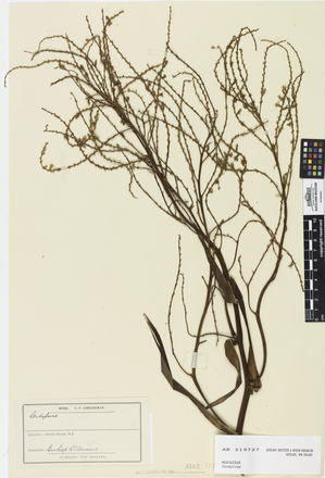 Cordyline, AK219727, © Auckland Museum CC BY