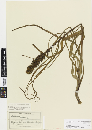 Bulbinella angustifolia; AK3248; © Auckland Museum CC BY