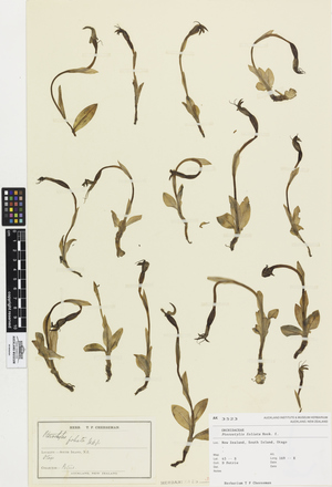 Pterostylis foliata, AK3523, © Auckland Museum CC BY