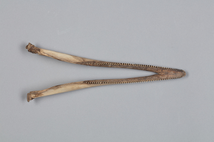 Chordata Vertebrata Mammalia Cetacea, MA121942, © Auckland Museum CC BY