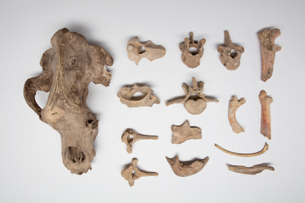 Ursus spelaeus, LM442, © Auckland Museum CC BY