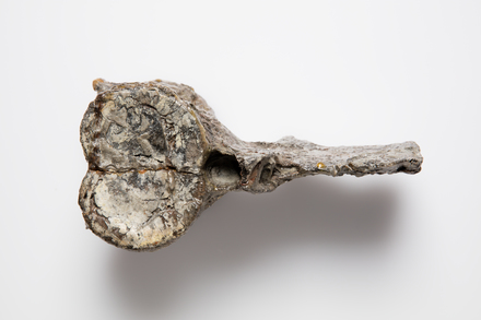 Chordata Vertebrata Reptilia Plesiosauria PLESIOSAURIDAE, LH1512, © Auckland Museum CC BY