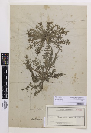 ASTERACEAE/Plantae/Linnaean, AK90930, © Auckland Museum CC BY