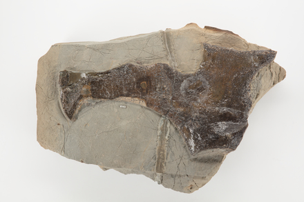 Chordata Vertebrata Reptilia Plesiosauria ELASMOSAURIDAE, LH1503, © Auckland Museum CC BY