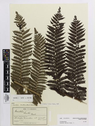 Cyathea smithii, AK51031, © Auckland Museum CC BY