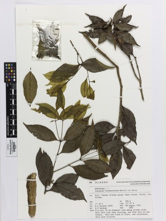 Syzygium seemannianum, AK213393, © Auckland Museum CC BY