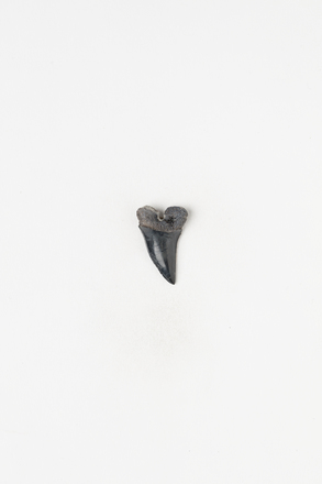 tooth, worked, 1933.450, 19735.3, Photographed by Daan Hoffmann, digital, 05 Sep 2018, Cultural Permissions Apply