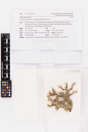 Pseudocyphellaria carpoloma, AK331837, © Auckland Museum CC BY