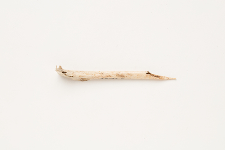 awl, bone, 48793.6, Photographed by Andrew Hales, digital, 01 Oct 2018, Cultural Permissions Apply