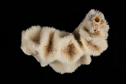 Acanthastrea bowerbanki, MA75739, © Auckland Museum CC BY
