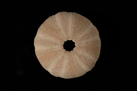 Amblypneustes elevatus, MA77337, © Auckland Museum CC BY