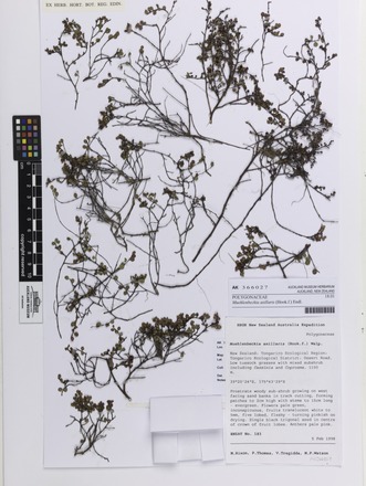 Muehlenbeckia axillaris, AK366027, N/A