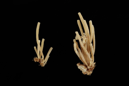 Steginoporella neozelanica, MA656209, © Auckland Museum CC BY