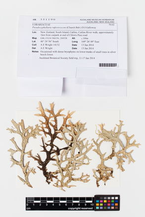 Pseudocyphellaria rufovirescens, AK351190, © Auckland Museum CC BY