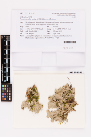 Pseudocyphellaria degelii, AK358255, © Auckland Museum CC BY