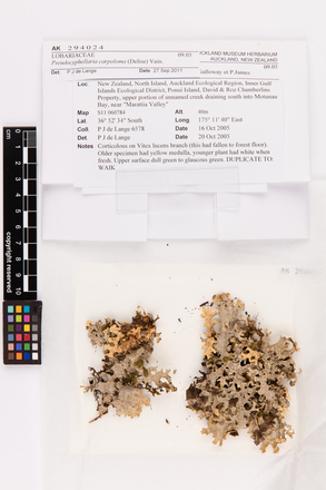 Pseudocyphellaria carpoloma, AK294024, © Auckland Museum CC BY