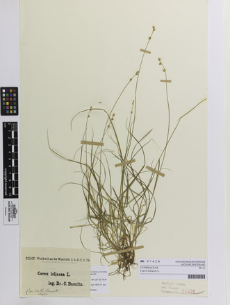 Carex loliacea, AK97428, © Auckland Museum CC BY