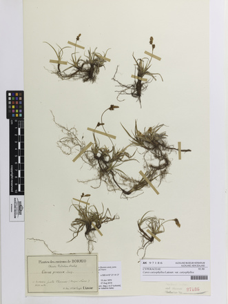 Carex caryophyllea caryophyllea, AK97186, © Auckland Museum CC BY